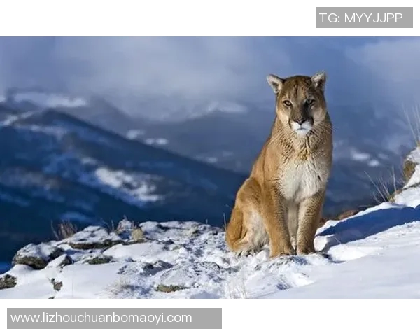 阿特拉斯与美洲狮的历史对决与发展轨迹探讨